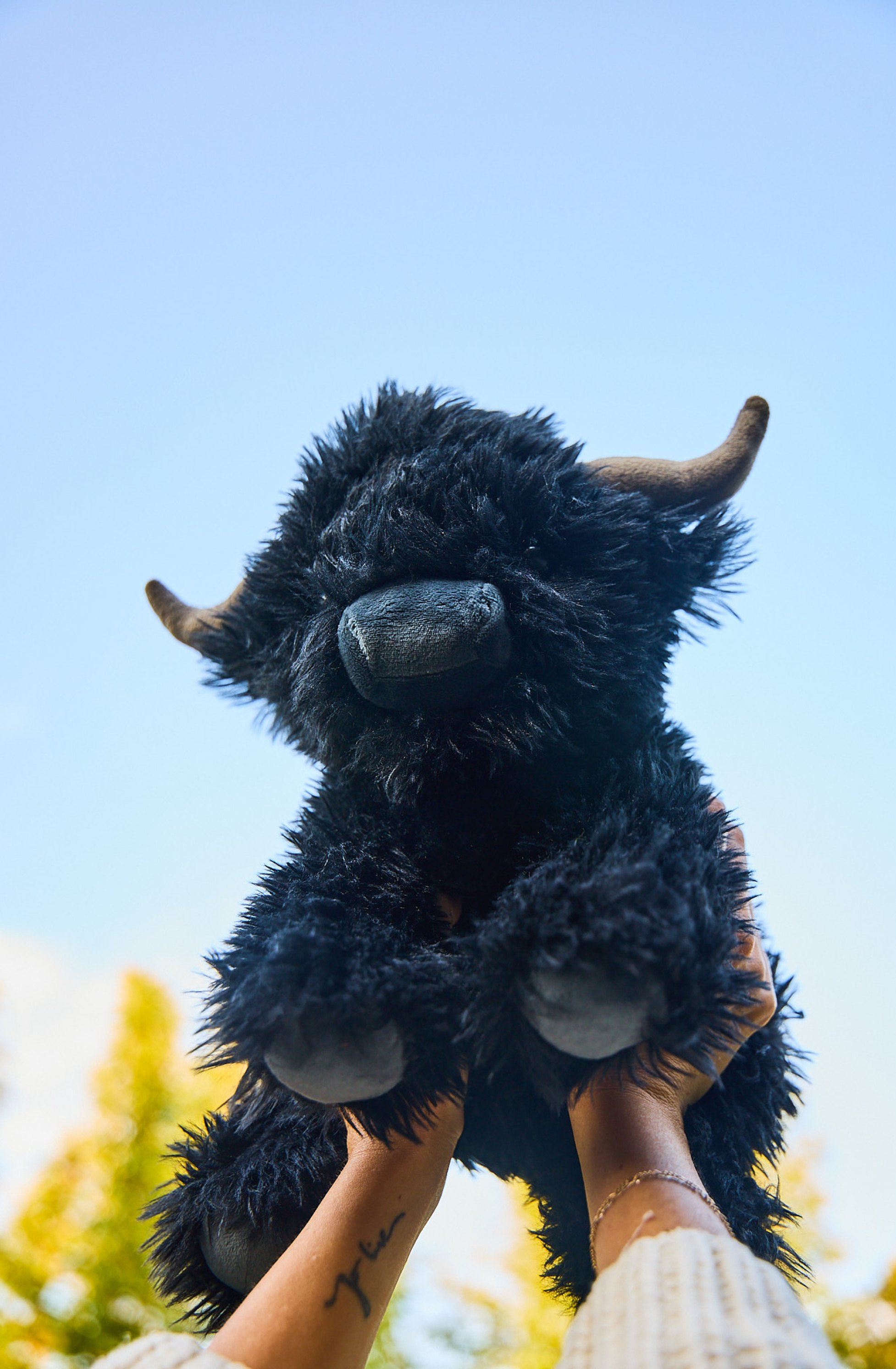 Angus the Highland Cow