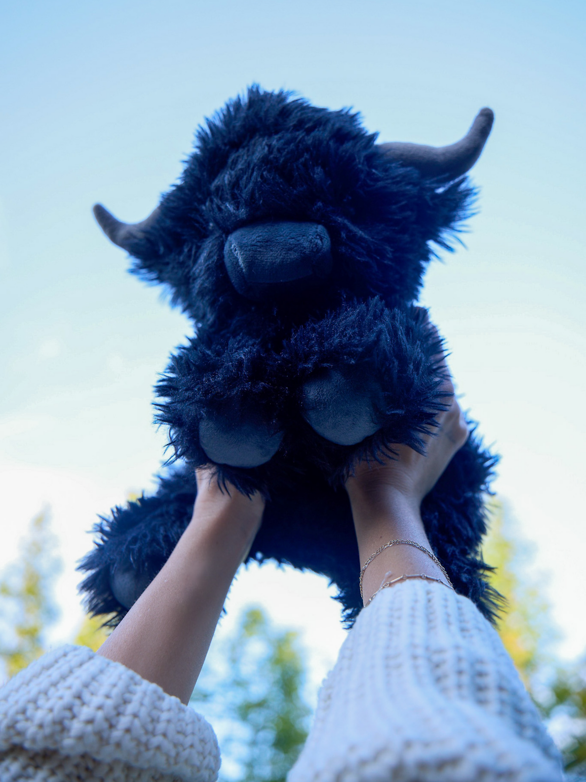 Angus the Highland Cow