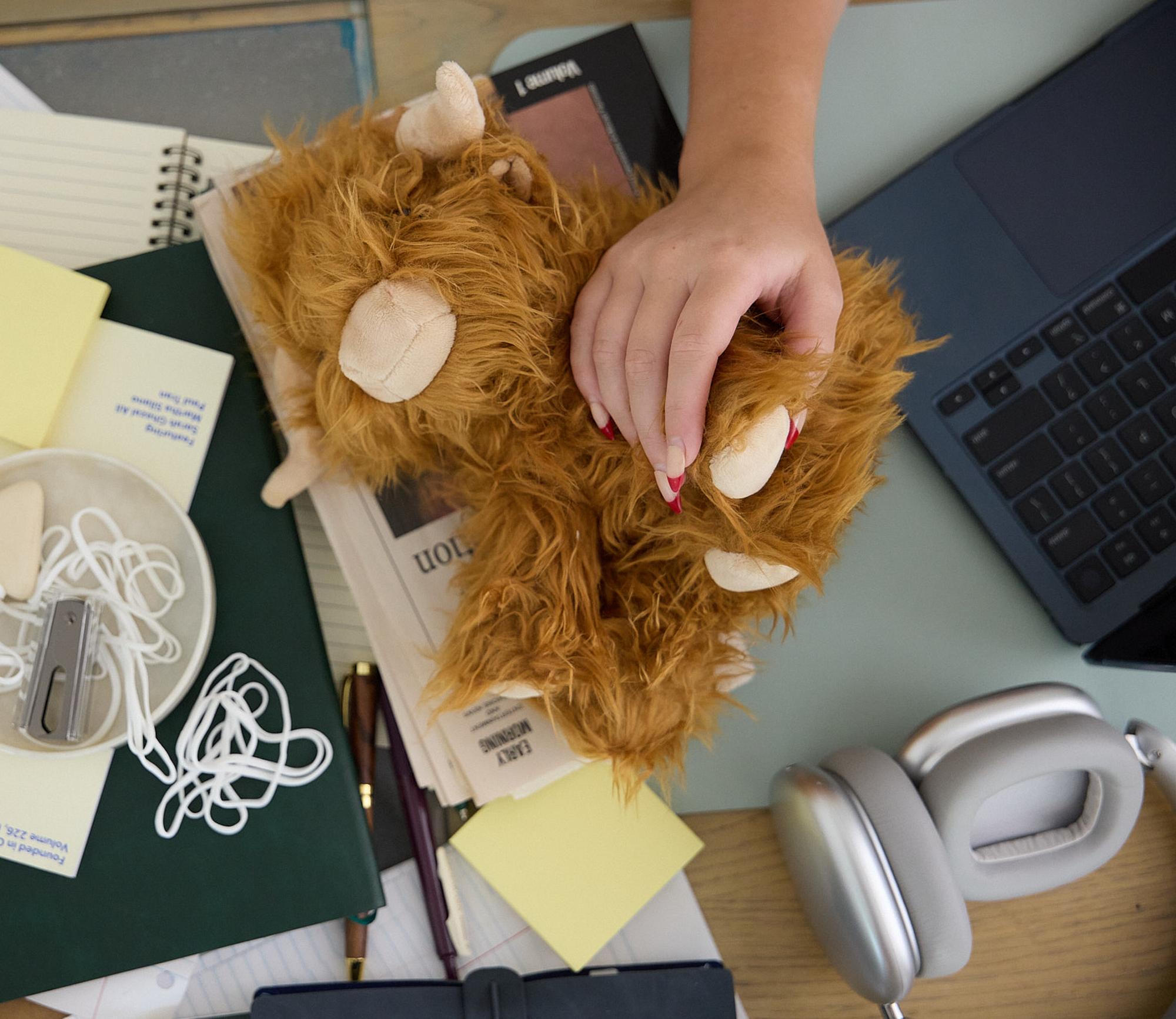 Toffee the Highland Cow