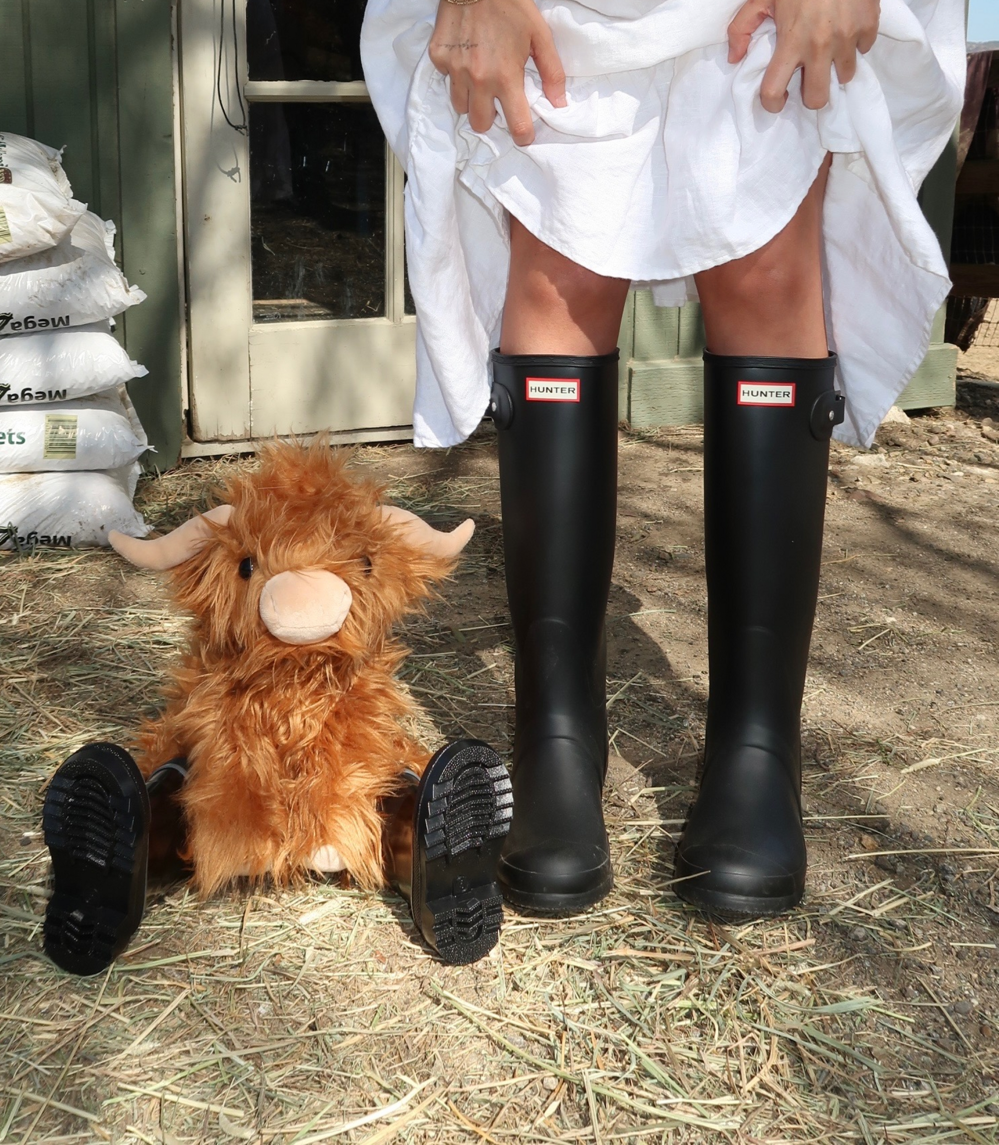 Toffee the Highland Cow