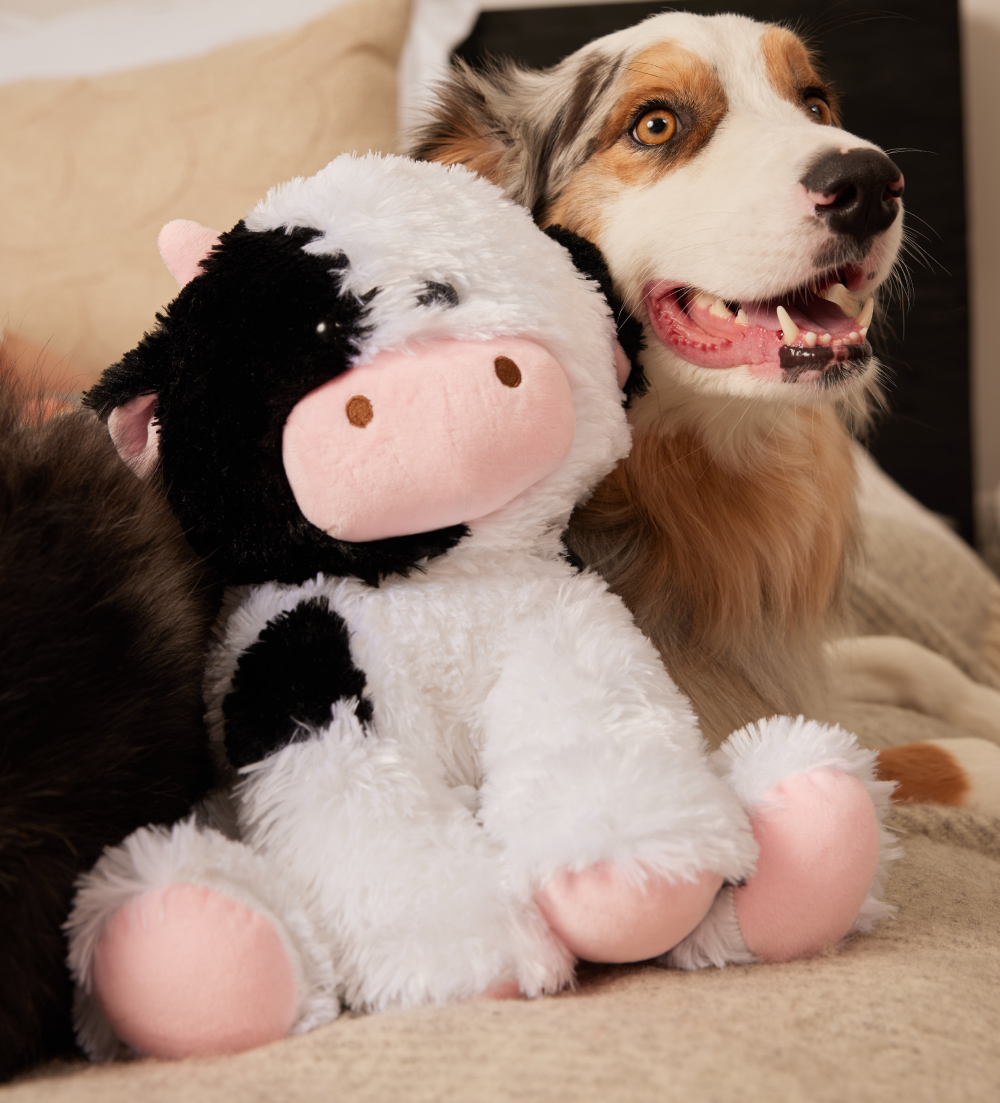 Milkshake the Cow