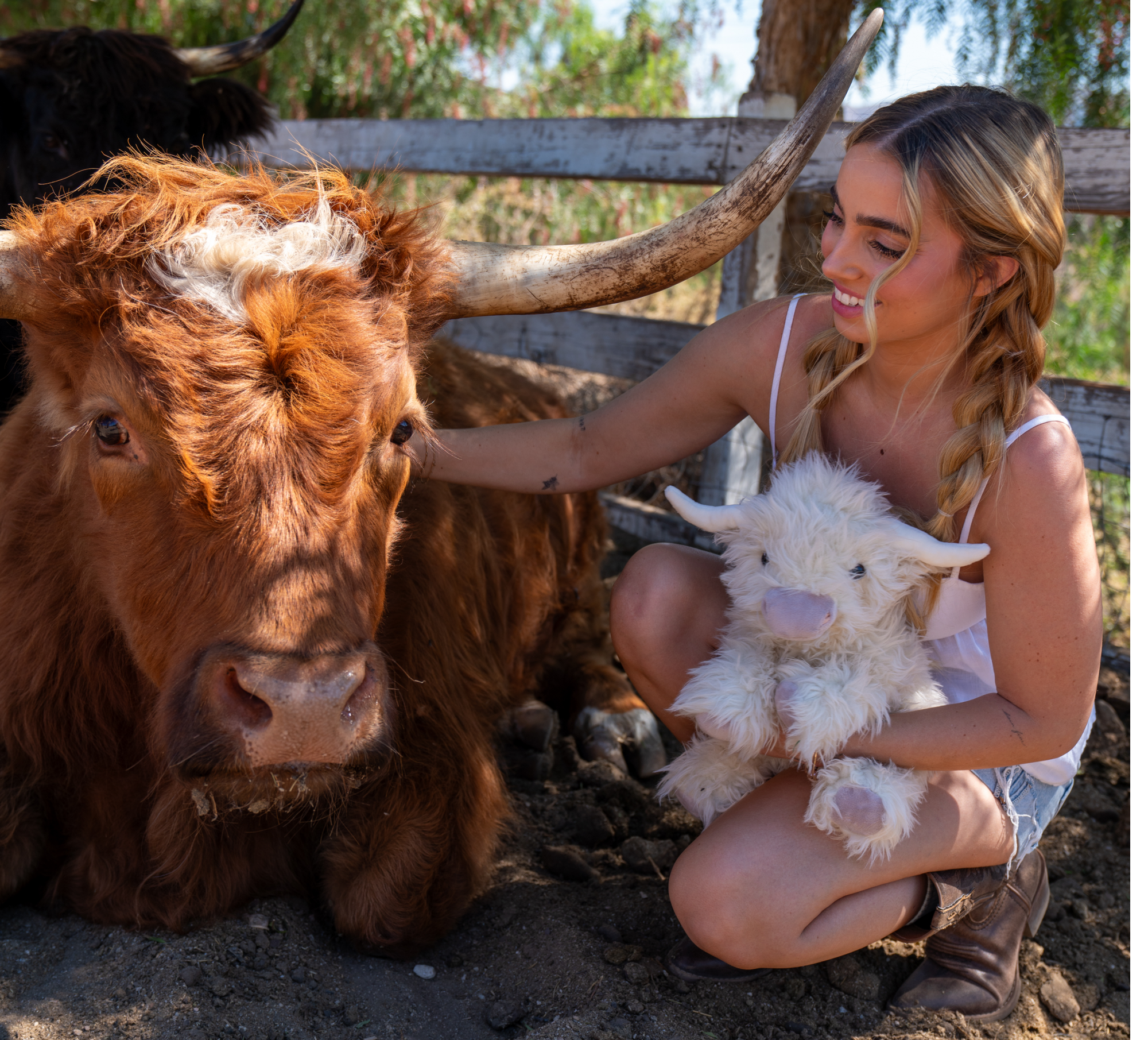 Scottie the Highland Cow