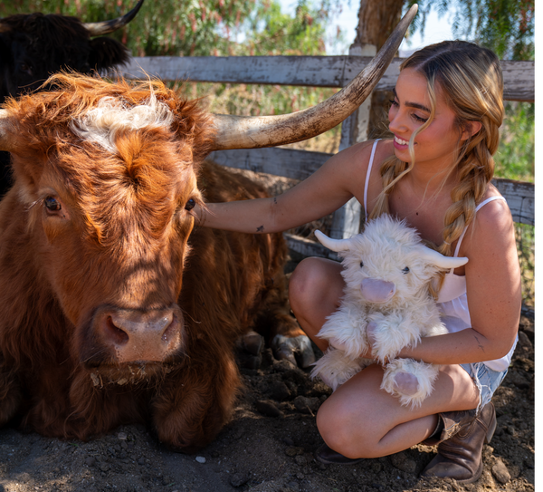 Scottie the Highland Cow