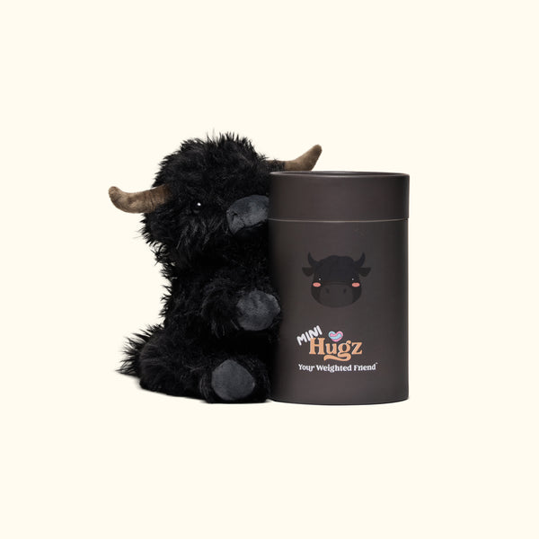 Mini Angus the Highland Cow